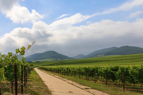 Path between vineyards, in the background the Palatinate Forest, Southern Palatinate, Palatinate,