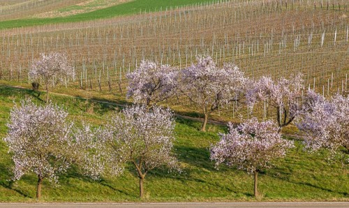 Almond tree blossom (Prunus dulcis), spring in the Southern Palatinate, Palatinate,