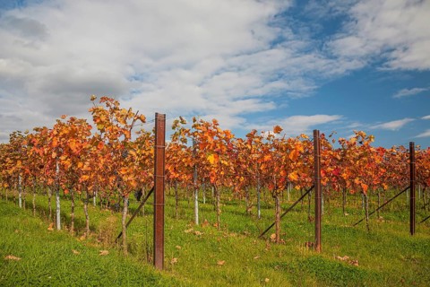 An autumnal vineyard with brightly coloured leaves under a blue sky with clouds, Southern