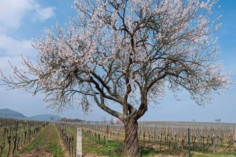 Flowering almond tree (Prunus dulcis) in a vineyard, Southern Palatinate, Palatinate,