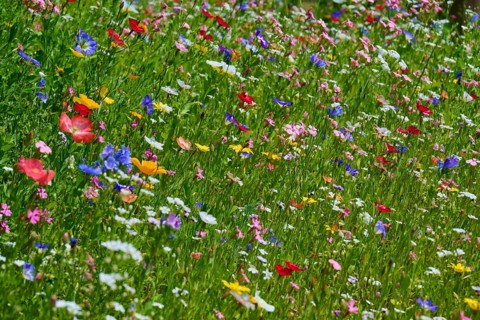 Colourful wildflower meadow with vibrant colours, summer, Germerode, Geo nature park Park