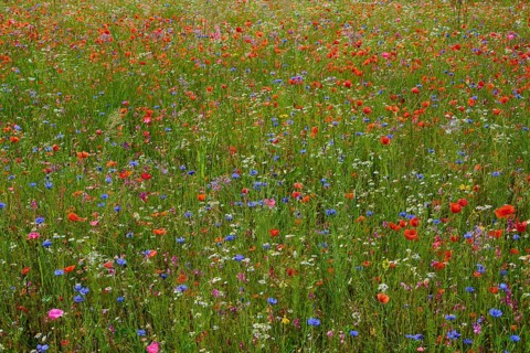 Meadow full of colourful wildflowers and poppies in a natural setting, summer, Germerode, Geo