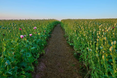 Opium poppy (Papaver somniferum), field of poppy capsules through which a narrow path leads,