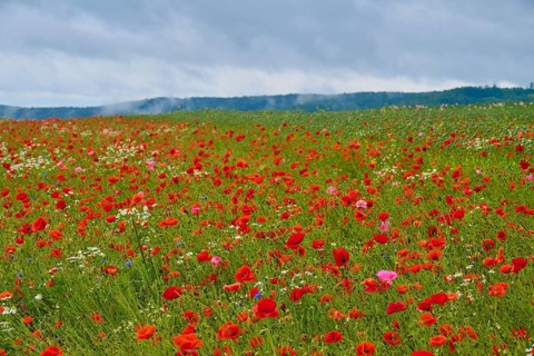 Red poppy (Papaver rhoeas), poppy capsules and scattered wildflowers, stretch out under an overcast