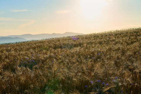 Opium poppy (Papaver somniferum), golden cornfield with wildflowers at sunrise in front of a hilly