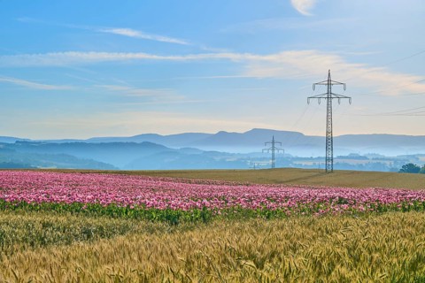 Opium poppy (Papaver somniferum), wide landscape with flowering poppy field and electricity pylons