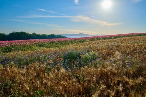 Opium poppy (Papaver somniferum), view over grain and poppy fields with colourful wildflowers under