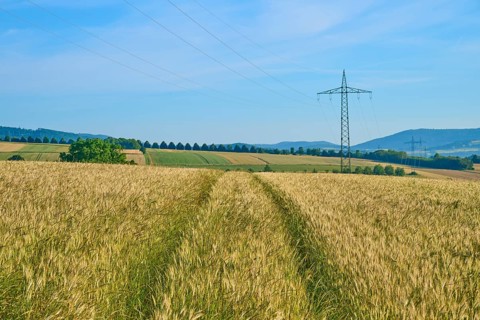 Wide golden grain fields with electricity pylon, blue sky and hilly landscape, summer, Germerode,