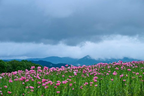 Opium poppy (Papaver somniferum), pink poppy field under a cloudy sky with mountains in the