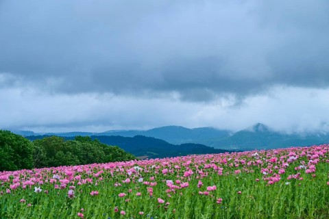 Opium poppy (Papaver somniferum), pink poppy field under a dramatic cloudy sky in a hilly