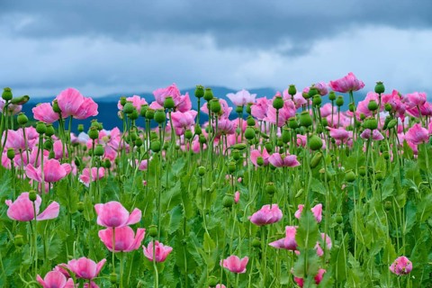 Opium poppy (Papaver somniferum), close-up of a pink poppy field in front of a cloudy sky, summer,