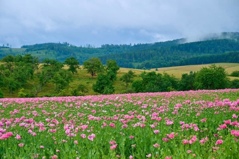 Opium poppy (Papaver somniferum), pink poppy field in hilly landscape with dramatic sky, summer,