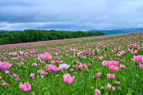 Opium poppy (Papaver somniferum), extensive pink poppy field under a cloudy sky with panoramic