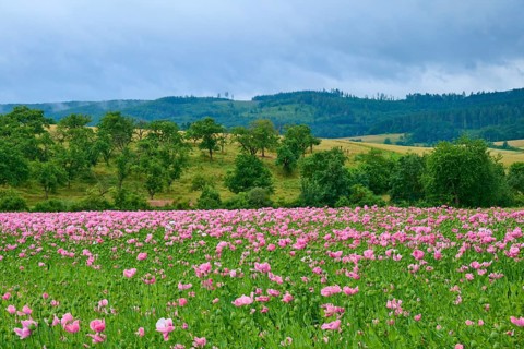 Opium poppy (Papaver somniferum), flowering poppy meadow in front of wooded hills under a cloudy