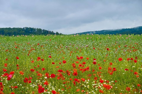 Wide field with red poppies (Papaver rhoeas), under a grey sky, summer, Germerode, Geo nature park