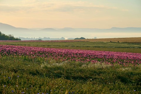 Opium poppy (Papaver somniferum), wide landscape with blooming poppy fields in the soft morning