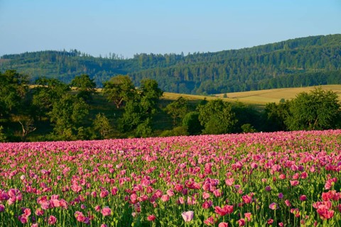 Opium poppy (Papaver somniferum), flowering poppy field in front of rolling green hills under a