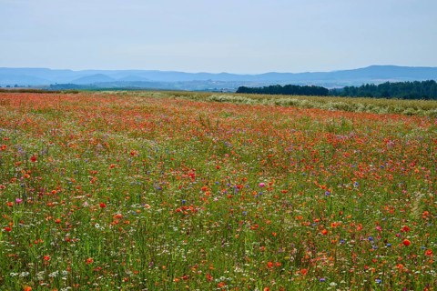 Colourful wildflowers in front of a range of hills, a lively and picturesque view of nature,