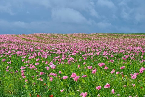 Opium poppy (Papaver somniferum), a field full of pink flowering poppies under a cloudy sky,