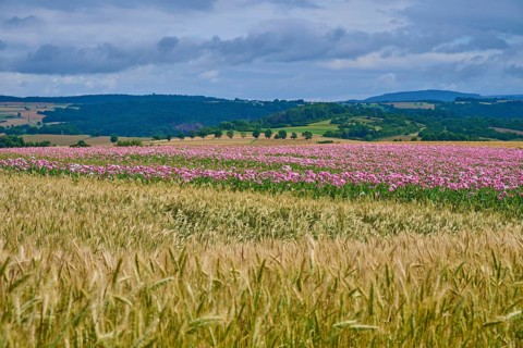 A wide landscape with pink opium poppy (Papaver somniferum), and corn fields under a cloudy sky,
