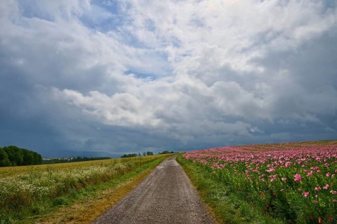 A country lane, adjacent to a field of opium poppy (Papaver somniferum), and grain field, under a