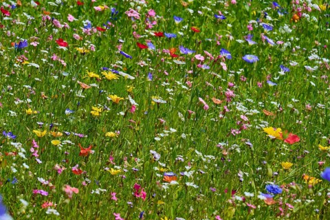 Lively meadow with colourful wildflowers, summer, Germerode, Geo nature park Park Frau-Holle-Land,