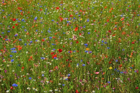 Lush meadow with a variety of colourful wildflowers in a natural setting, summer, Germerode, Geo