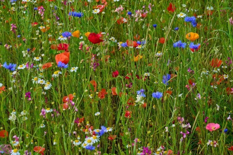 Colourful wildflowers, including red poppies, in a lively meadow, summer, Germerode, Geo nature