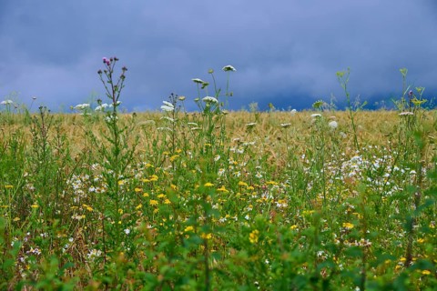 Meadow with various wildflowers and grasses under a cloudy sky, summer, Germerode, Geo nature park