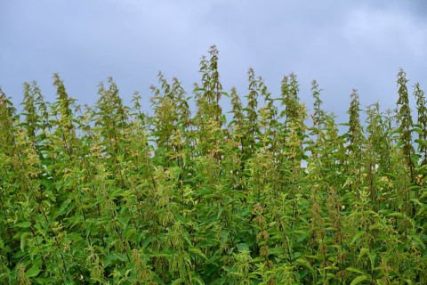 Tall nettles (Urtica), under a cloudy sky in a meadow, summer, Germerode, Geo nature park Park