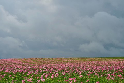 Opium poppy (Papaver somniferum), cloudy sky, summer, Germerode, Geo nature park Park