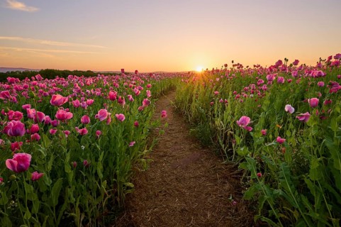 Opium poppy (Papaver somniferum), field of poppy capsules through which a narrow path leads, at
