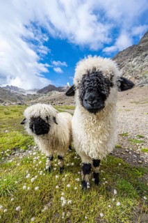 Two Valais Blacknose sheep (Ovis gmelini aries), high alpine mountain valley, Obere Senner Egete,