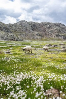 Valais Blacknose sheep (Ovis gmelini aries), high alpine mountain valley, meadow with cotton grass,