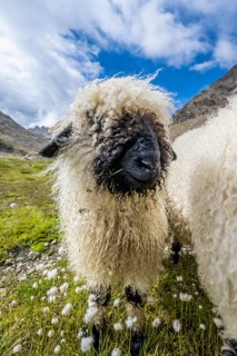Valais Blacknose sheep (Ovis gmelini aries), high alpine mountain valley, Obere Senner Egete,