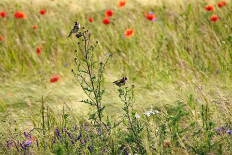 Beautiful poppy field and goldfinches, June, Germany