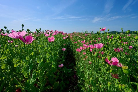 Opium poppy (Papaver somniferum), field full of pink blooming poppies with a narrow footpath,