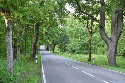 Oak avenue, oaks (Quercus robur) on the island of Rügen, Mecklenburg-Western Pomerania, Germany