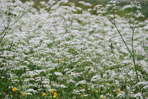 Meadow chervil (Anthriscus sylvestris), May, Germany