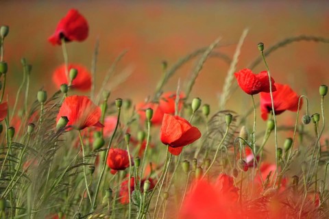 Beautiful picturesque poppy field, June, Germany
