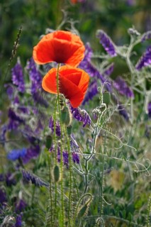 Beautiful picturesque poppy field, June, Germany