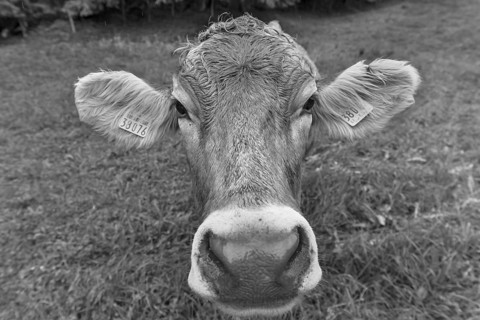 Allgäu cow in a meadow, portrait, Bad Hindelang, Allgäu, Bavaria, Germany