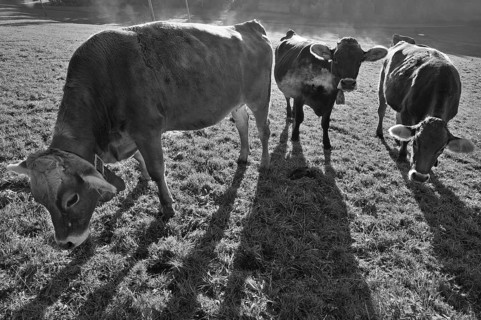 Algäu cows (Brown Swiss cattle in the morning backlight on the pasture, Weitnau, Oberallgäu,