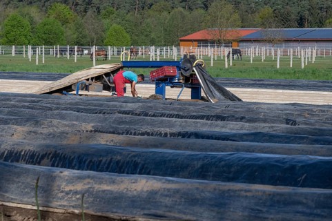 Asparagus harvest with film lifter, Franconia, Bavaria, Germany