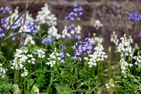 Bluebells, blue and white, Heligoland Island, Schleswig-Holstein, Germany