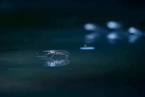 Insect Water strider (Gerridae) on a river, June, Saxony, Germany