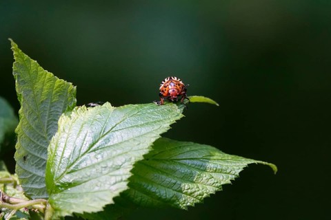 Colorado potato beetle, June, Germany