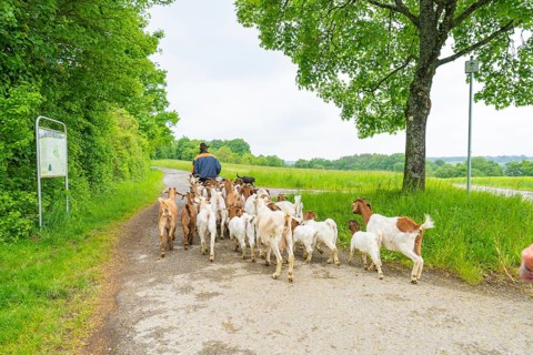 Herd of goats is led along a rural dirt track through lush nature, Gechingen forest pasture,
