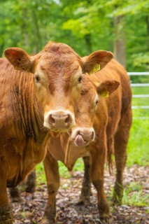 Two brown cows in a wooded area with a peaceful atmosphere, Gechingen forest pasture, compensation