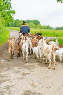 Shepherd leading herd of goats on a dirt track in the rural landscape, Gechingen forest pasture,